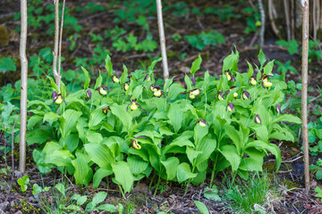 Lady's-slipper orchid flowers in a forest