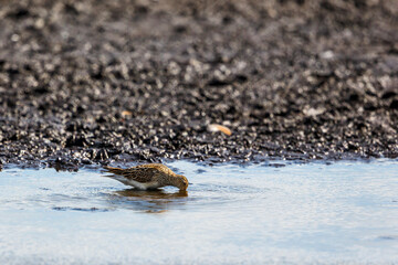 Pectoral sandpiper looking for food in the water