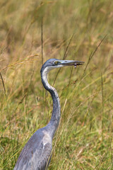 Black-headed heron with an insect in its beak