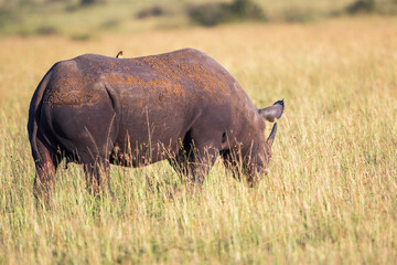 Rhinoceros on the African savanna