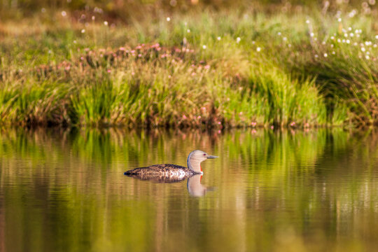 Beautiful Red-throated loon in a pond at a bog in the summer