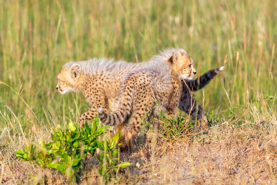 Playful Cheetah cubs in the grass of the savanna