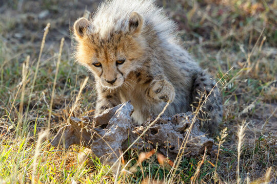 Cheetah cub raises his paw against a piece of wood