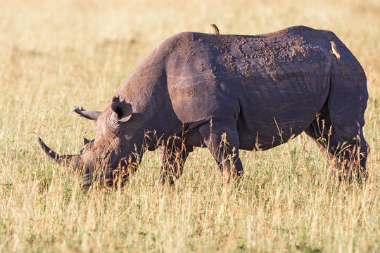 Grazing black rhinoceros grazing on the  savanna