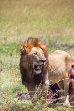 Male lion on the savannah in Africa