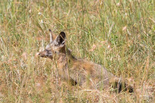 Bat eared fox in high grass