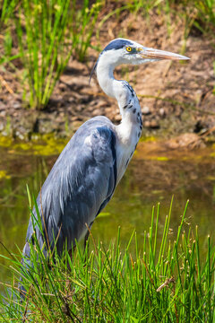 Black headed heron at a river in africa