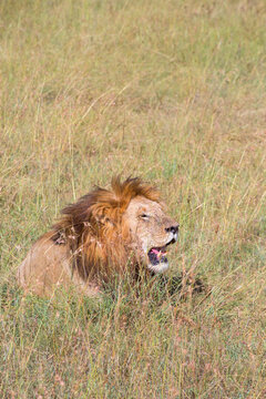 Male lion lying in the tall grass on the savannah