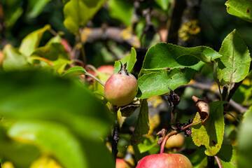 ripening apples on the branches of trees in the summer
