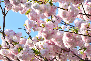 八重桜