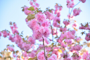 八重桜