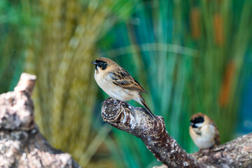 Yellow-browed bunting bird stands on a branch