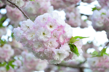 八重桜