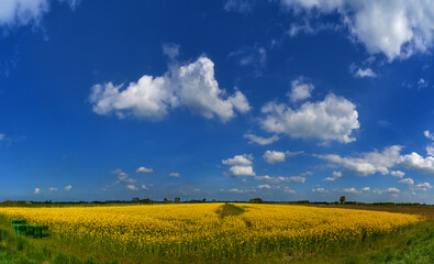 background picture of a yellow rape field under blue sky and white clouds