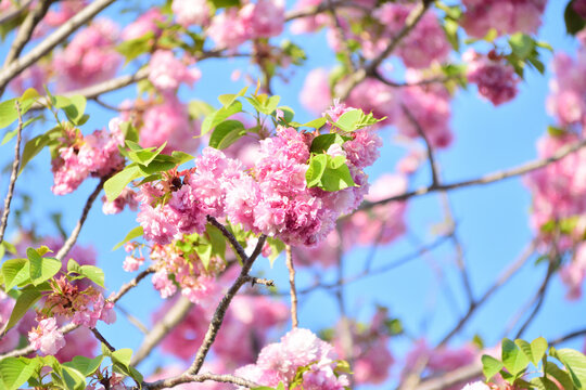 八重桜