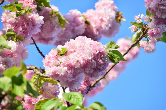 八重桜