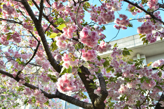 八重桜
