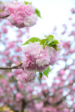 八重桜