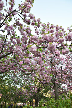 八重桜