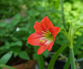  Closeup Red Amaryllis flower blooms in the garden. Amaryllis (Hippeastrum puniceum), also known as lily or bunga bakung