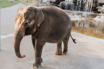 Asian elephant Elephant by the water