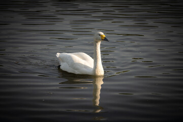 Obraz premium White swan swimming in the water in the evening