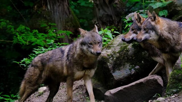 Pack of brown wolves in the woods. Slow motion video of wild dangerous animals living in the forest, alpha male arrives.