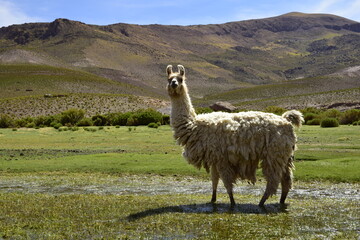 Llama grazing in a meadow. Off-road tour on the salt flat Salar de Uyuni in Bolivia