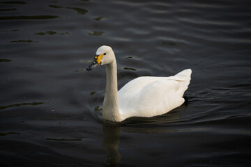 Obraz premium White swan swimming in the water in the evening