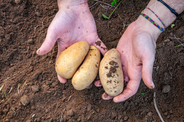 Mani aperte di giovane uomo contadino che mostra il frutto del duro lavoro della terra: le patate