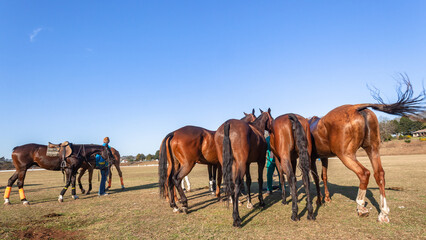 Fototapeta na wymiar Polo Horse Pony's Grouped Equestrian Sports Field