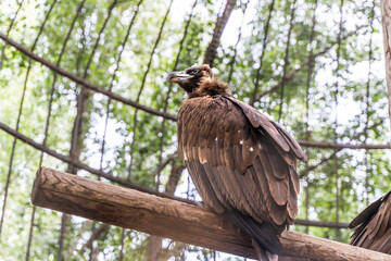vulture in cage