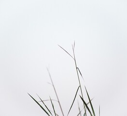 Fototapeta premium Artistic Views