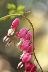 Serduszka okazała - Lamprocapnos spectabilis © mycatherina