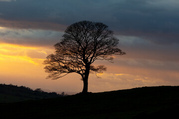 Obraz na płótnie Canvas tree silhouette at sunset