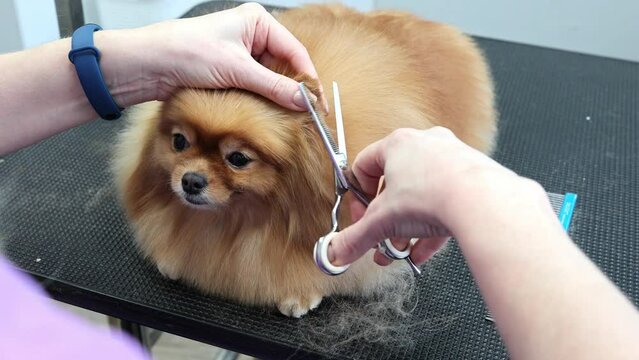 Dog grooming. Haircut on the ears of a cute red spitz