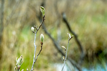 Pierwsze oznaki wiosny w lesie. Piękna tło i fototapeta.