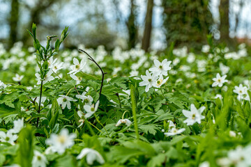 Zawilec gajowy, biały kwiat kwitnący wczesną wiosną, kwitnie w buczynach, grądach i lasach...