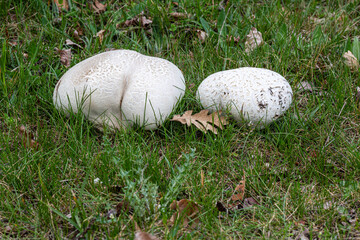 Calvatia utriformis. Lycoperdon utriform mushrooms in the meadow during spring.