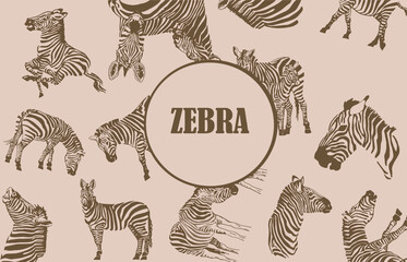  vintage pattern zebra with text in the middle , stylish cover for for fabric, postcards, wallpapers,graphical vector illustration with sepia background