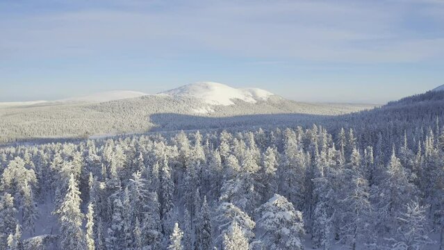 White snowy trees and blue sunny sky filmed above trees in Lapland