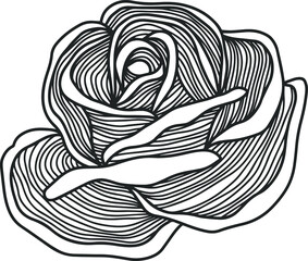 Rose flower outline vector. Hand drawn.