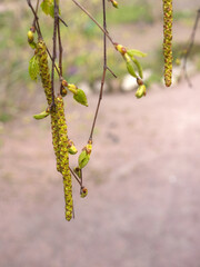 birch buds and leaves in spring