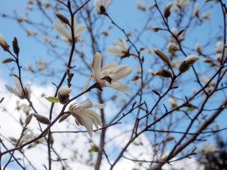 magnolia branches with white flowers