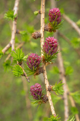 larch branches with red buds