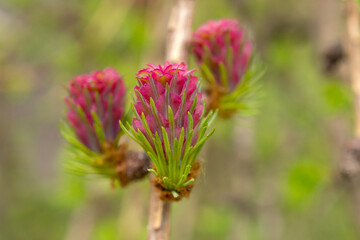red larch buds