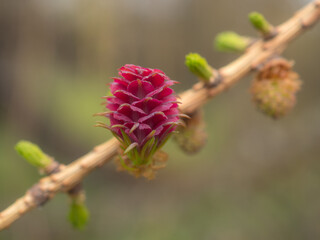 larch buds in spring day