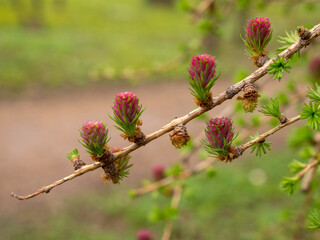 larch branches with red buds
