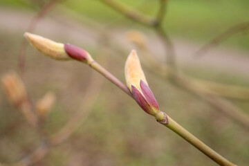 magnolia buds close up