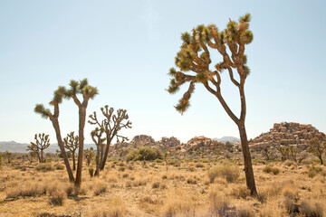 Joshua Tree National Park natural landscape